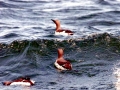 Common Murre