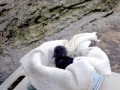 Common Murre
