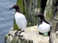 Common Murre