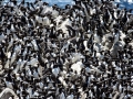 Common Murre