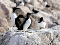 Common Murre