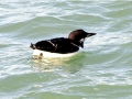 Common Murre