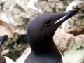 Common Murre