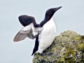 Common Murre
