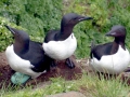 Common Murre