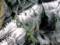 Common Murre