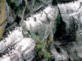 Common Murre