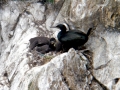 Common Murre