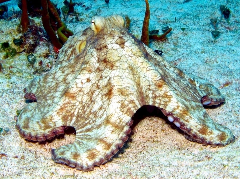 Common Octopus – 