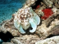 Common Octopus