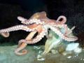 Common Octopus