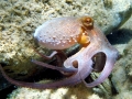 Common Octopus