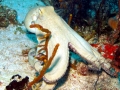 Common Octopus