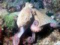 Common Octopus