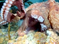 Common Octopus