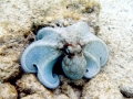 Common Octopus