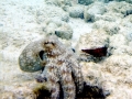 Common Octopus