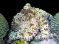 Common Octopus