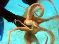Common Octopus