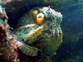 Common Octopus