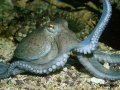 Common Octopus