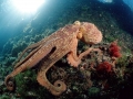 Common Octopus