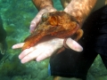 Common Octopus