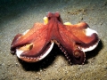 Common Octopus