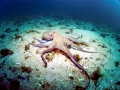 Common Octopus
