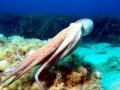 Common Octopus
