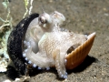 Common Octopus