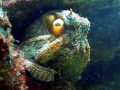 Common Octopus