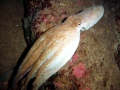 Common Octopus