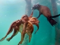 Common Octopus