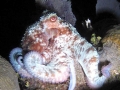 Common Octopus
