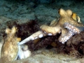 Common Octopus