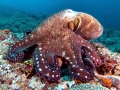 Common Octopus
