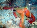 Common Octopus