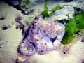 Common Octopus