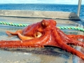 Common Octopus