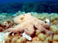 Common Octopus