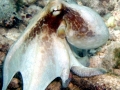 Common Octopus