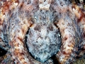 Common Octopus