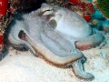 Common Octopus