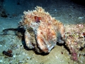 Common Octopus