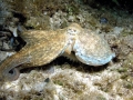 Common Octopus