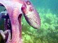 Common Octopus
