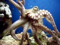 Common Octopus