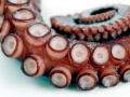 Common Octopus
