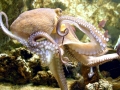 Common Octopus